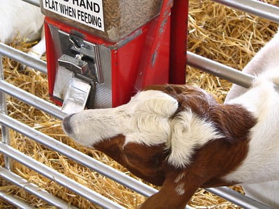 Can Rabbits Eat Goat Food?