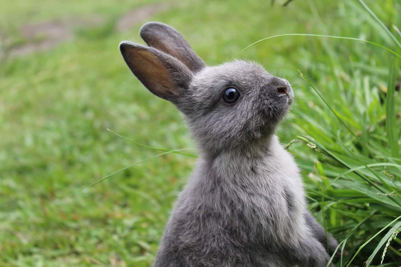 How Long Does It Take For A Rabbit To Mature?