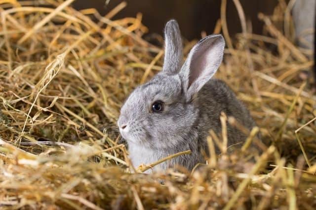A grey New Zealand rabbit resting on a bed of fresh timothy hay