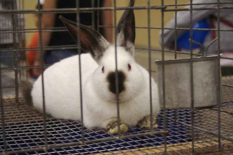 A white rabbit confined in a small cage that's not getting exercise.