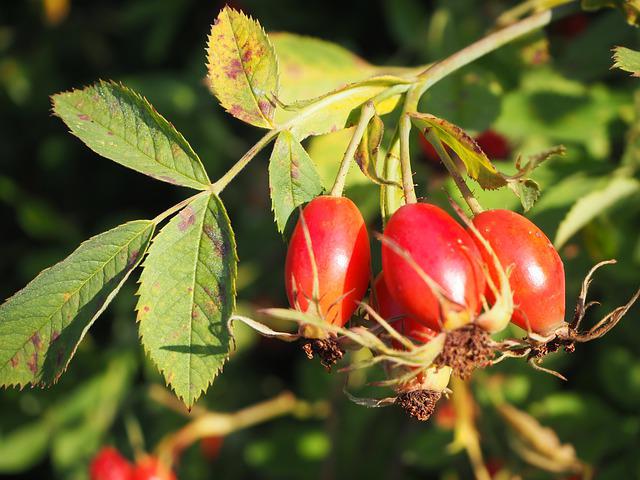 Can Rabbits Eat Rose Hips? What you need to know.