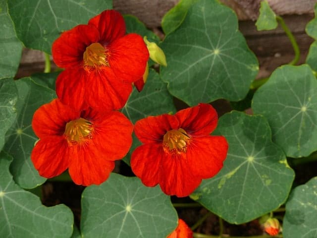 A close-up shot of what nasturtium flower looks like
