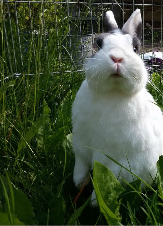 A white rabbit standing on their hind legs trying to reach something.