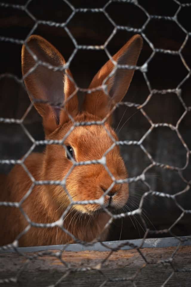 Why Do Rabbits Run in Circles in Their Cage? 7 Reasons Explained