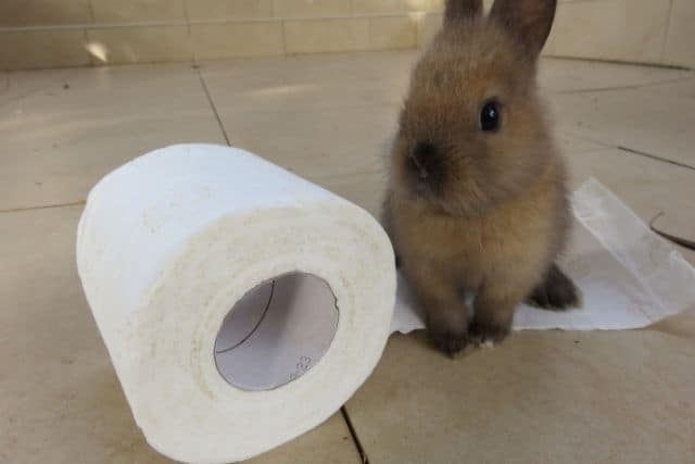Can Rabbits Eat Toilet Paper? What you need to know.
