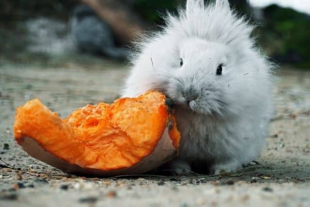 Can Rabbits Eat Pumpkins? What You Need To Know.