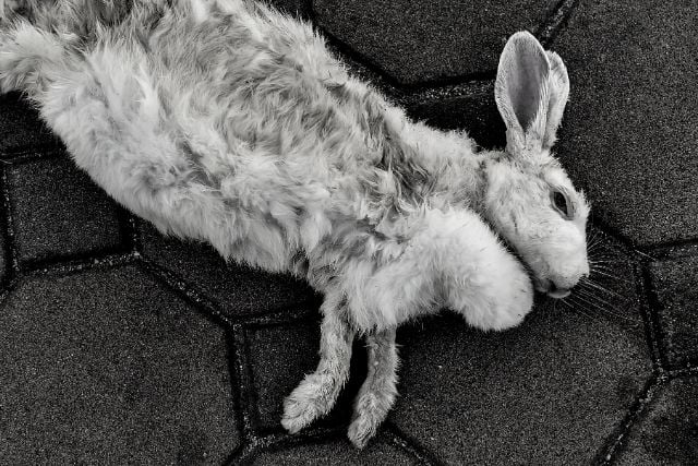 A dead rabbit found on the road requiring proper disposal