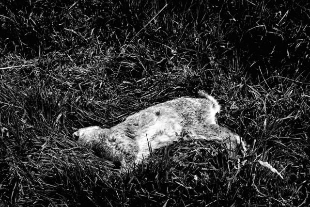 What To Do With a Dead Rabbit? A Complete Guide for 2026