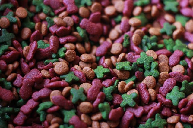 What will happen if a rabbit eats cat food?