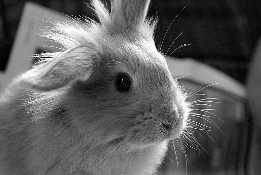 A relaxed rabbit with slow nose twitching being petted by its owner