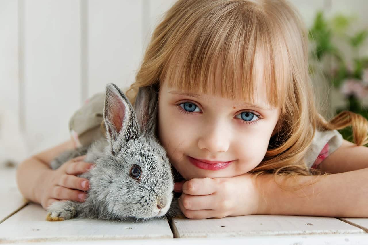 How To Convince Your Parents To Get A Bunny?