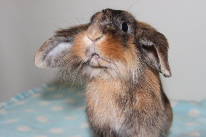 What To Do If Your Rabbit Is Choking? Emergency Response Guide