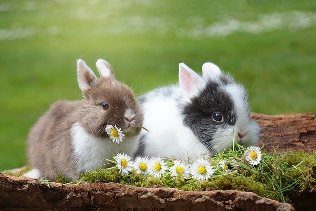 Can Different Breeds Of Rabbits Live Together?