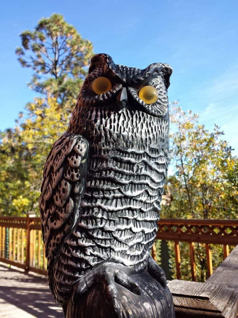 A realistic owl decoy statue used to deter rabbits from a garden