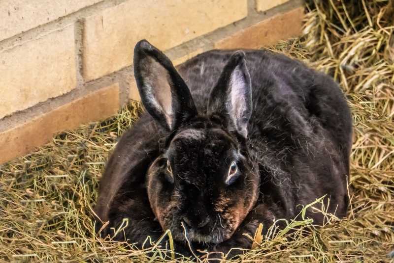 Can Rabbits Die From Lack of Exercise?