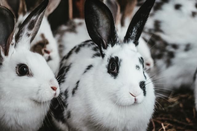 Will Two Female Rabbits Fight? 4 things you need to know.