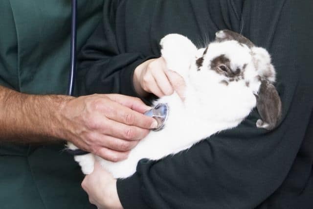 A white holland lop rabbit being examined by a veterinarian for poopy butt condition.