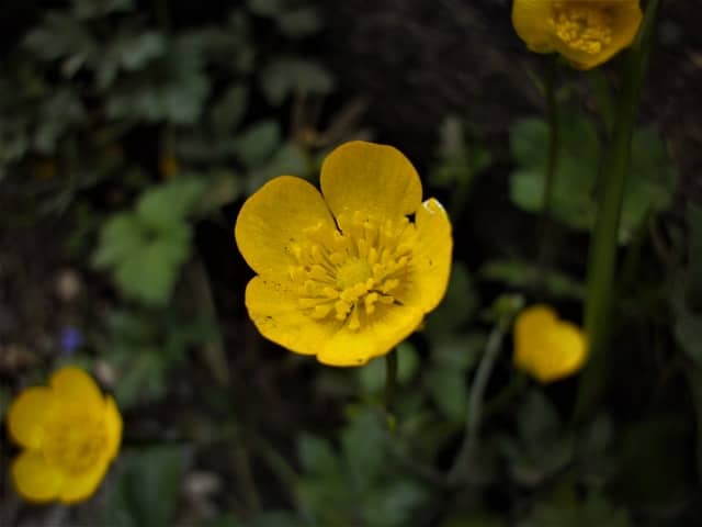 A close-up shot of what buttercups looks like