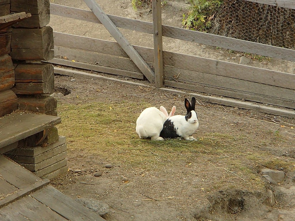 Why Do Rabbits Jump Over Each Other?