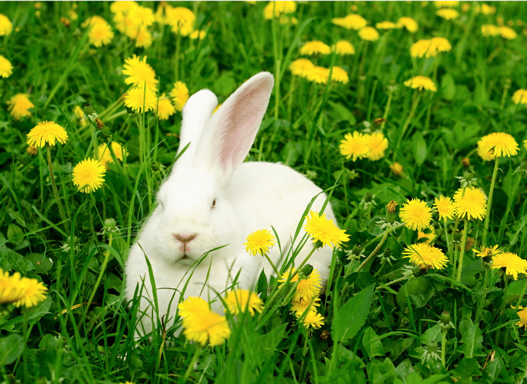 Can Rabbits Eat Dandelions(greens and flowers)? Here's Why.