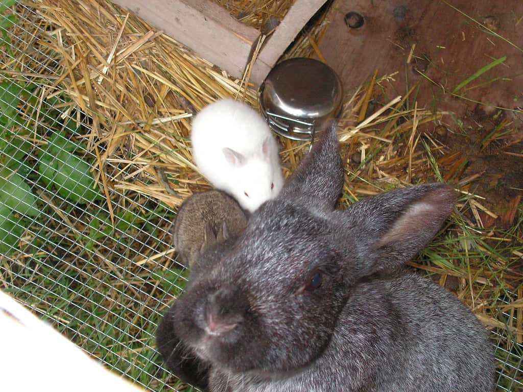 A mother rabbit in a nest box not nursing her babies