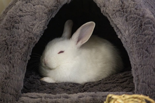Rabbit inside a cage displaying hunched body language typical of depression