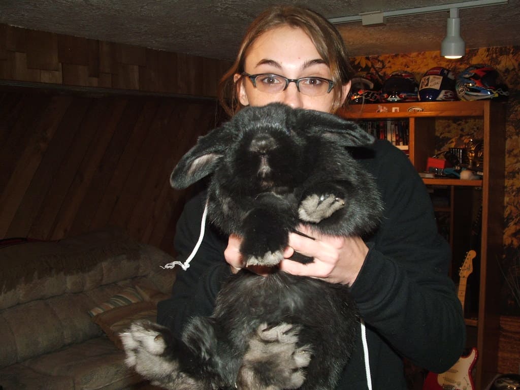 Large rabbit breed producing more waste that requires frequent litter changes