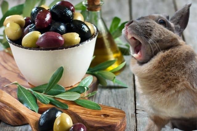 Can Rabbits Eat Olives?