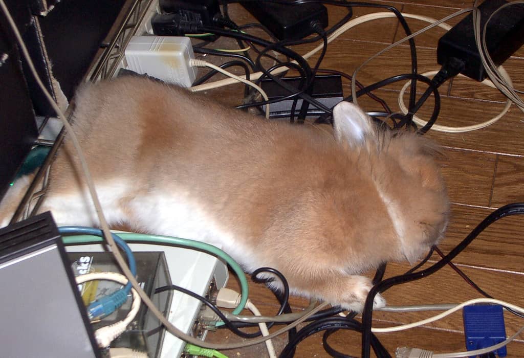 A rabbit sleeping on its side in the flopped position, fully relaxed.