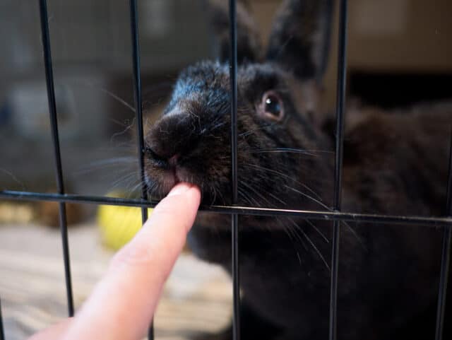 How to Stop a Rabbit from Chewing Its Cage: 8 Proven Methods