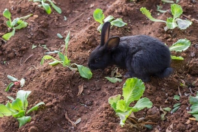 A rabbit looking at a planted lamb lettuce and its about to eat it.