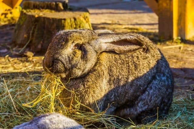 A black New Zealand rabbit eating a large pile of timothy hay