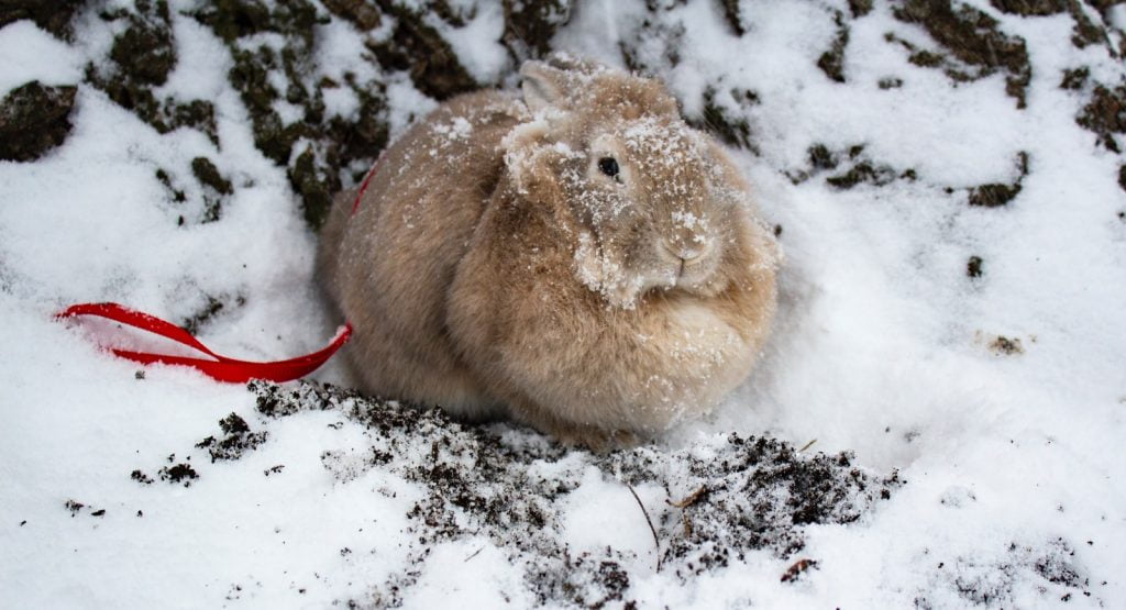 Brown rabbit sitting on snow covered ground during supervised winter play