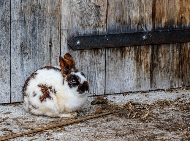 A rabbit exploring a new room cautiously while staying close to the wall