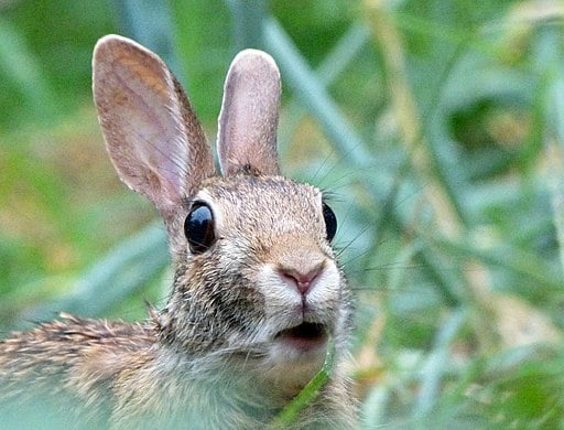 Do Rabbits Burp?