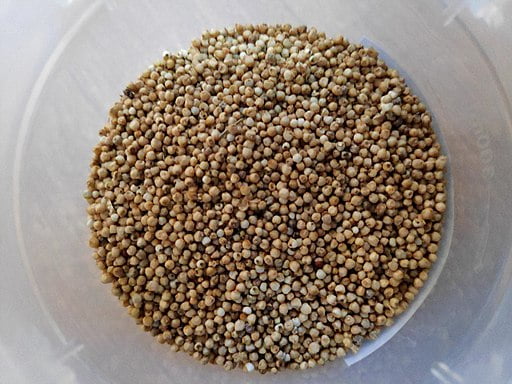 A bowl of millet seeds that are unsafe for rabbits