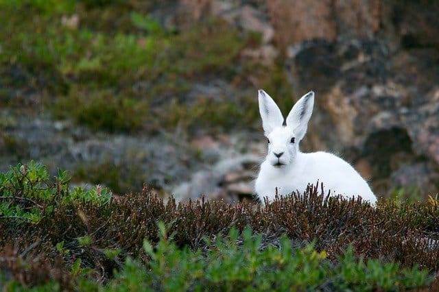 A wild rabbit sitting in an outdoor environment