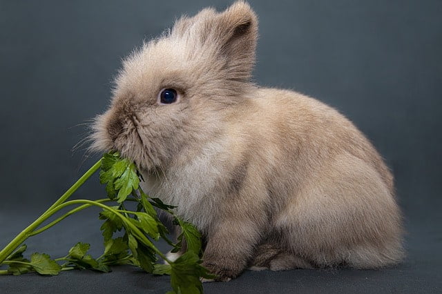 A rabbit eating fresh cilantro leaves from a clean surface