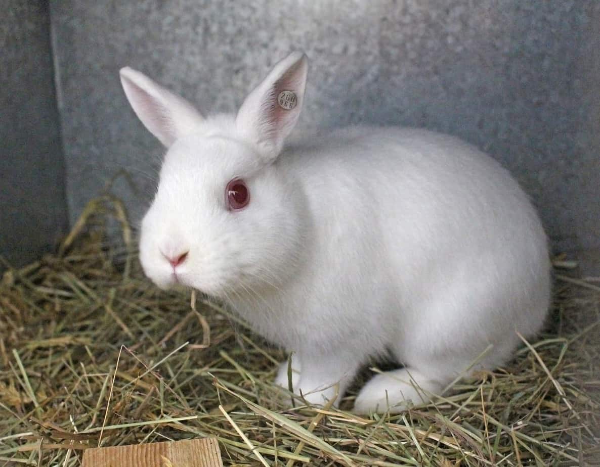 Why Do Some Rabbits Have Red Eyes?