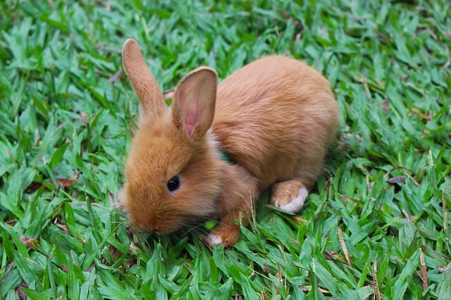 Young brown rabbit that should not eat celery until at least 12 weeks old