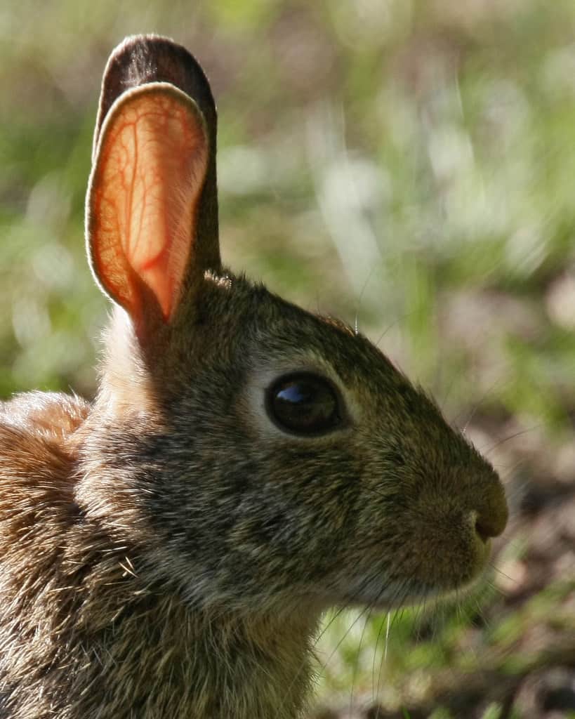 Rabbit with ears fully upright listening for sounds of approaching predators