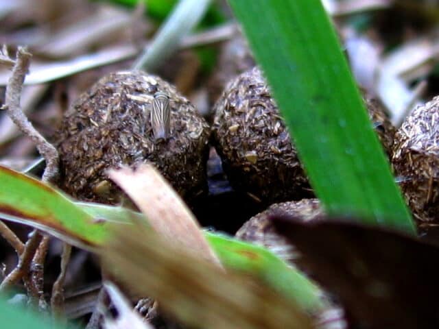 How Much Poop Does a Rabbit Produce in a Day?