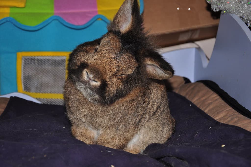 Sick rabbit that may require more frequent litter box cleaning