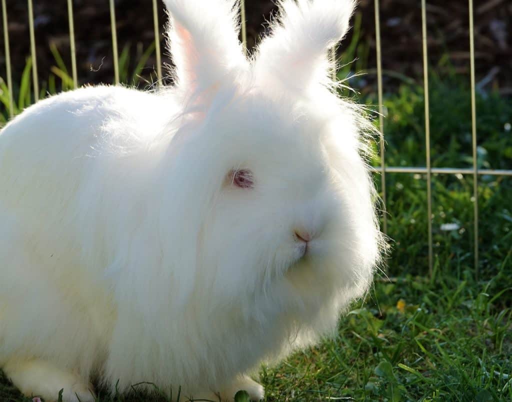 Angora rabbit that has albinism