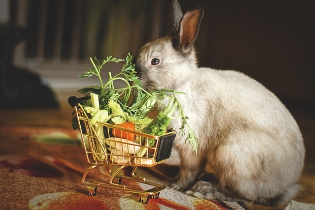How Much Does Rabbit Food Cost Per Month?