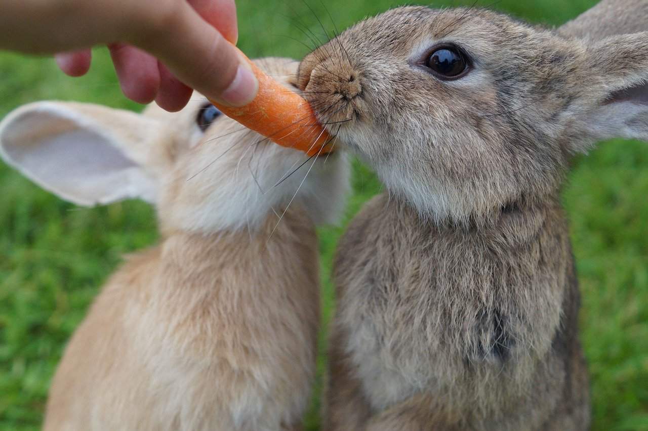 Can Rabbits Eat Carrots? What You Need to Know.