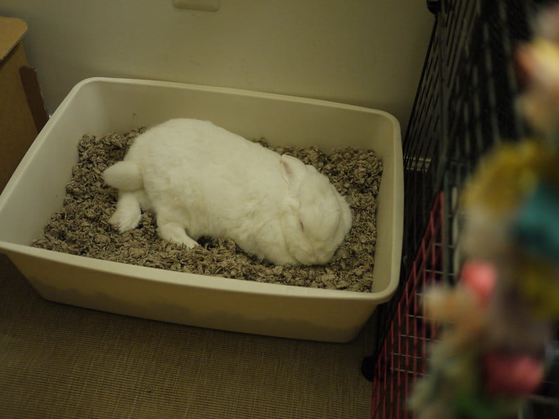A white rabbit resting in a clean litter box, showing normal pooping behavior