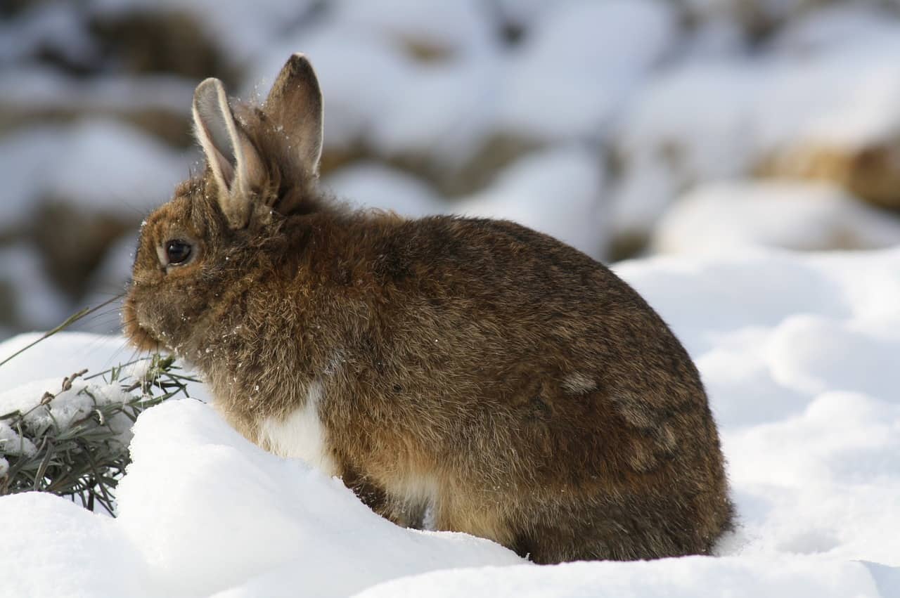 What's the Ideal Temperature for Rabbits? Complete Guide
