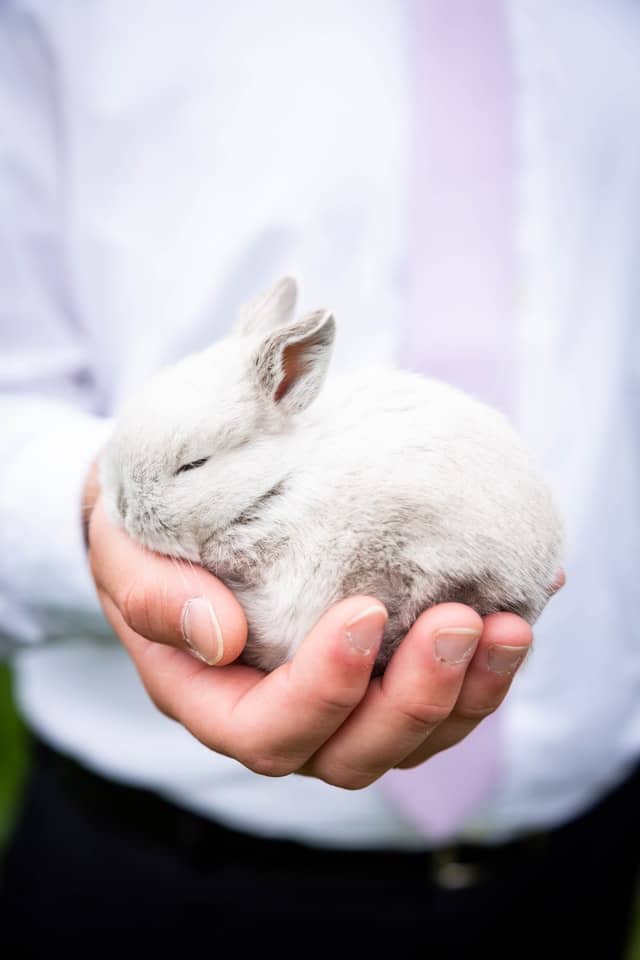 Rabbit avoiding being picked up by its owner