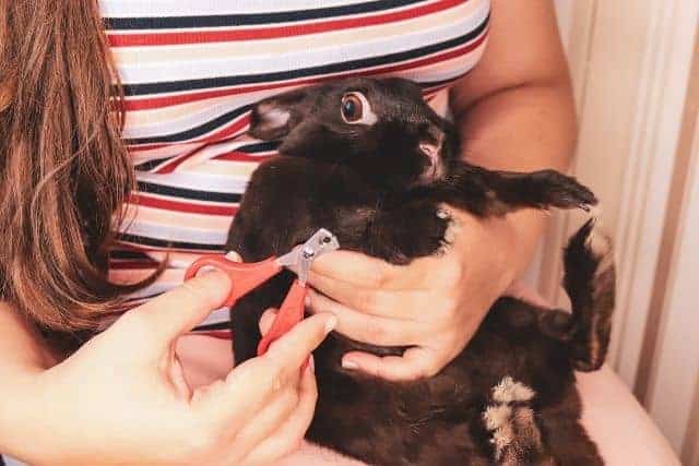 A black rabbit getting its nails trimmed
